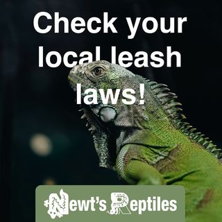 Newt’s Reptiles ad with an iguana