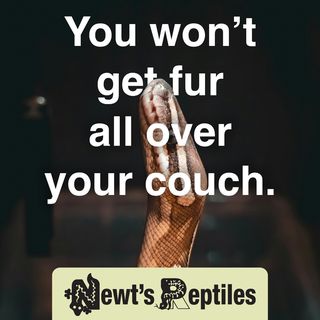 Newt’s Reptiles ad with a snake