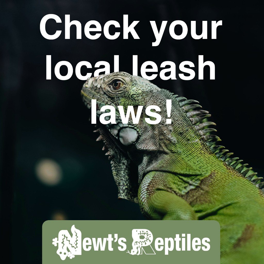 Digital ad: green iguana with text Check your local leash laws! Newt’s Reptiles