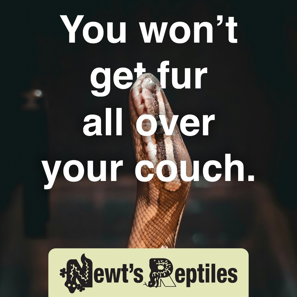 Digital ad: snake looking up with text You won’t get fur all over your couch. Newt’s Reptiles