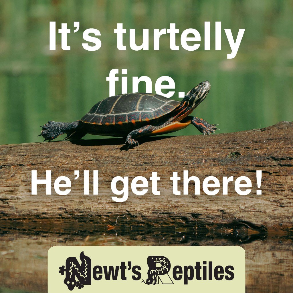 Digital ad: painted turtle on a log with text It’s turtelly fine. He’ll get there! Newt’s Reptiles